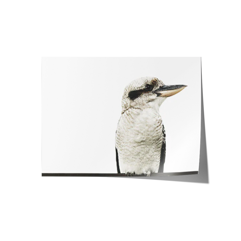 Kookaburra