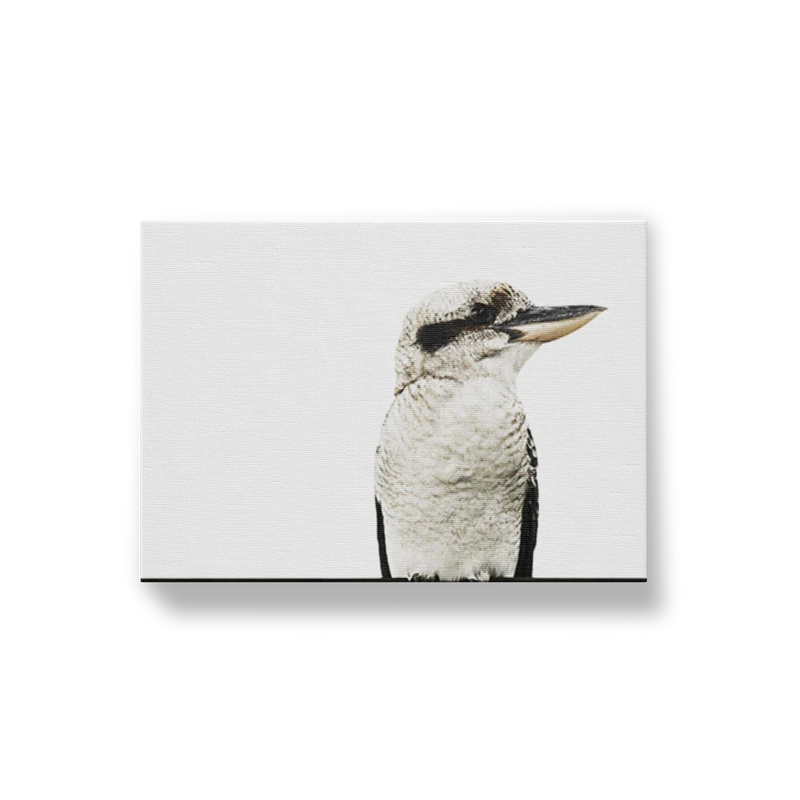 Kookaburra