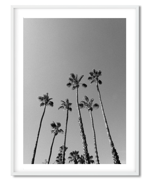 Beneath the palms - DG Designs