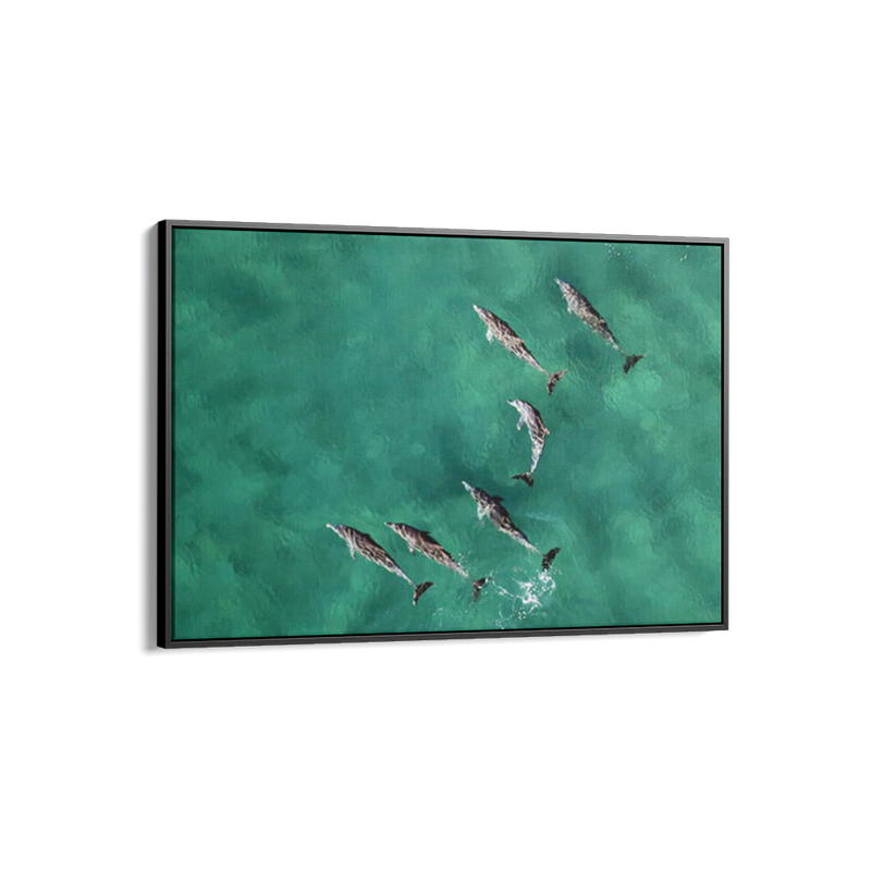 Pod of Dolphins