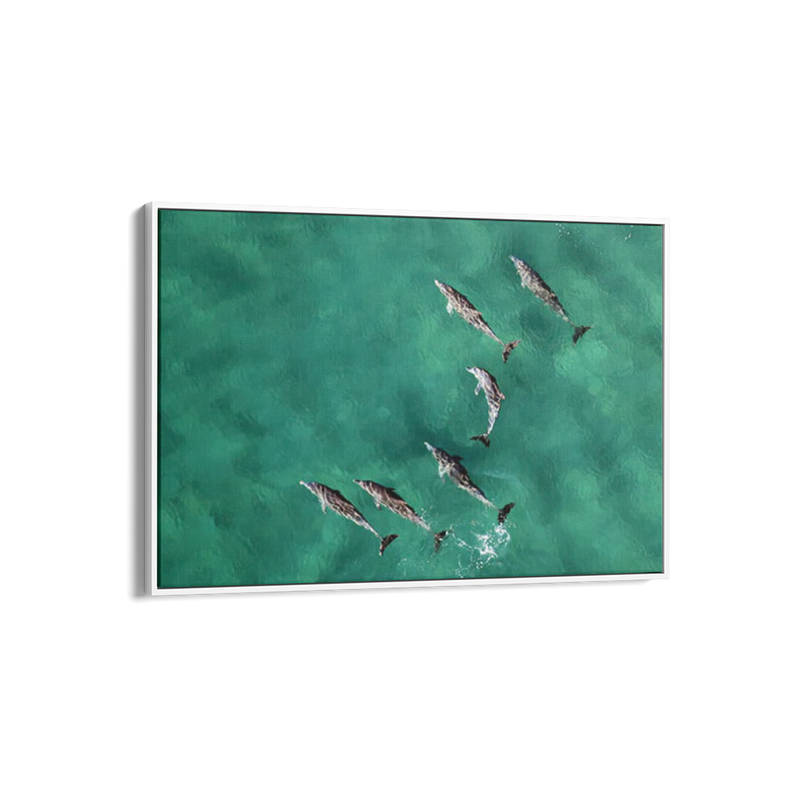 Pod of Dolphins