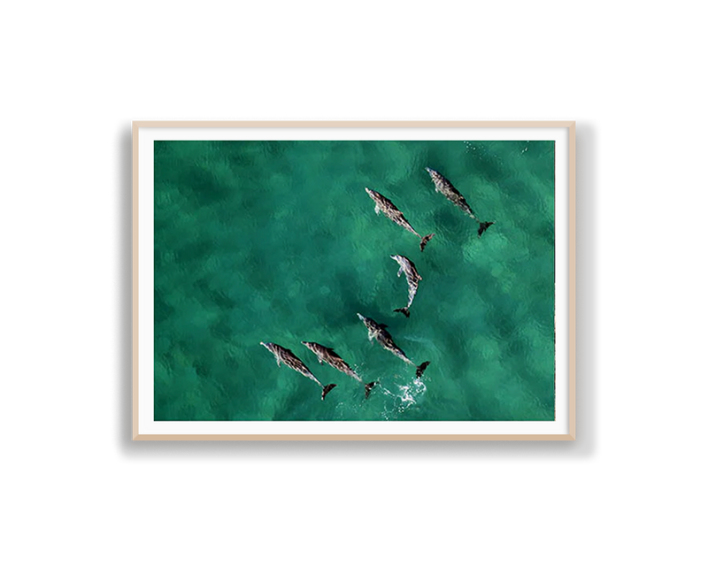 Pod of Dolphins