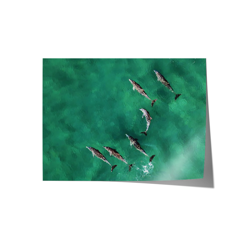 Pod of Dolphins