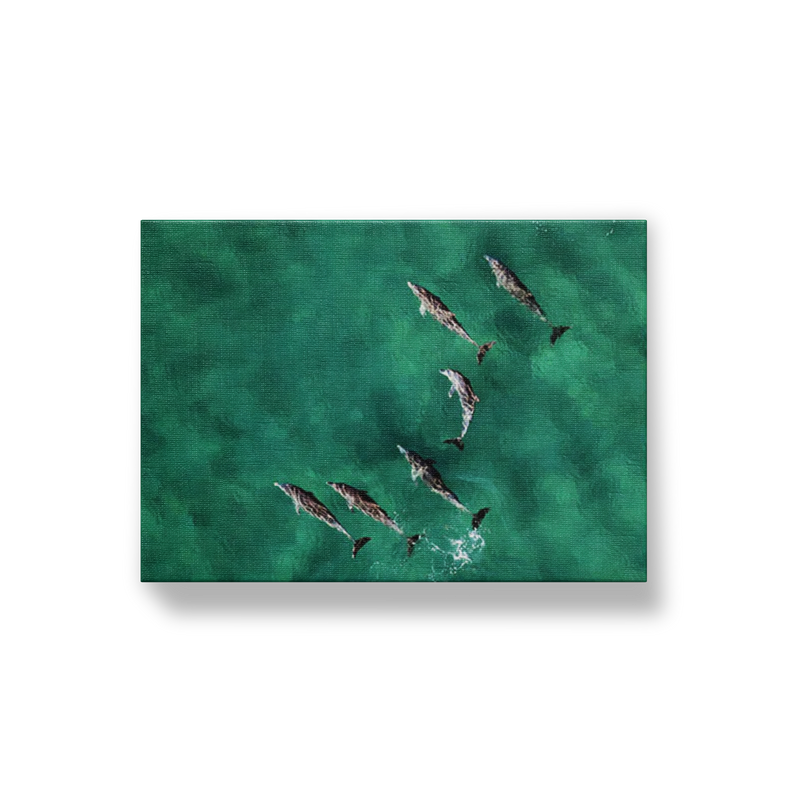 Pod of Dolphins