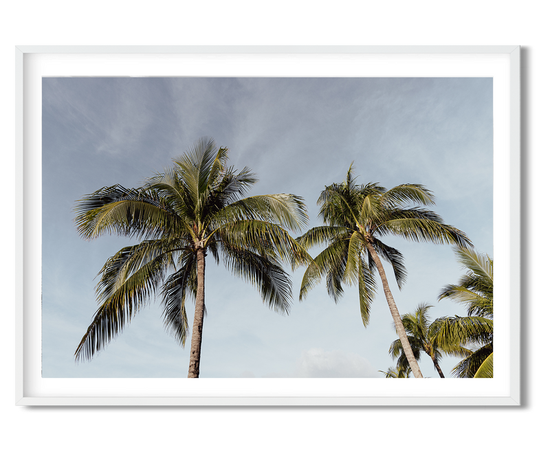 coconut palm tree twitter Resort Palms