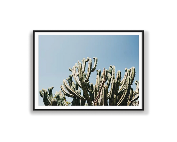 Santa Maria Cactus