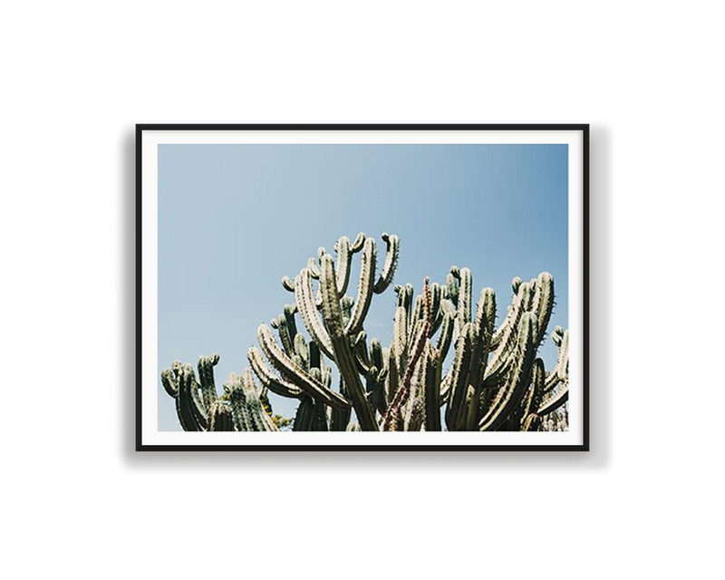 Santa Maria Cactus