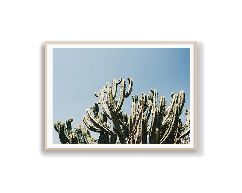 Santa Maria Cactus