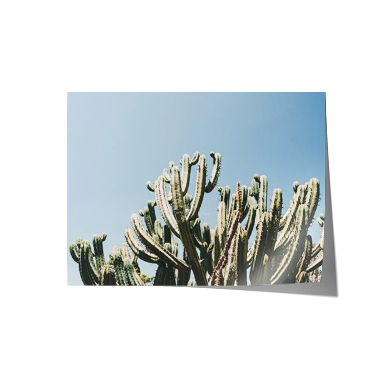 Santa Maria Cactus