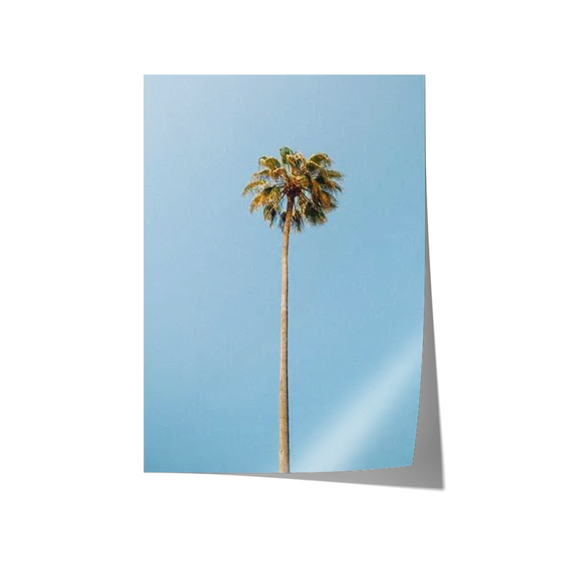 Single Palm