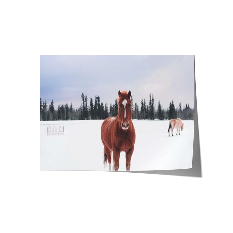 Snow Brumby