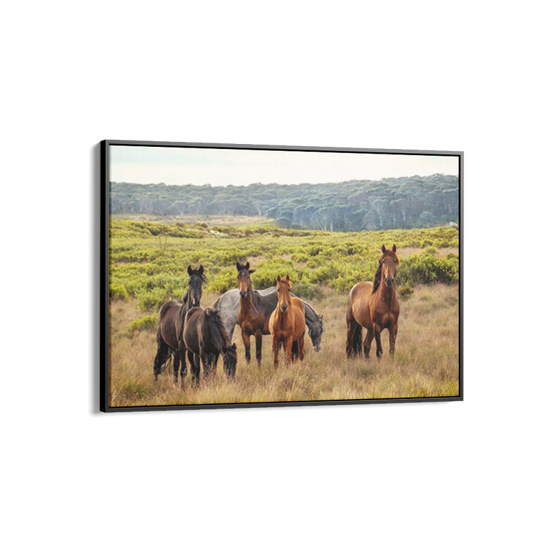 Snowy Mountain Brumbies