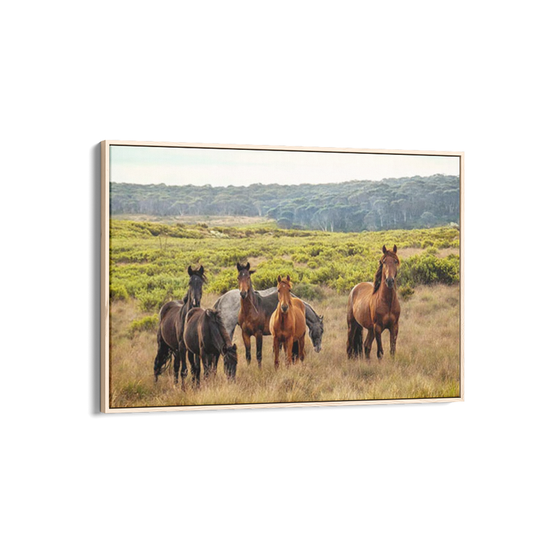 Snowy Mountain Brumbies