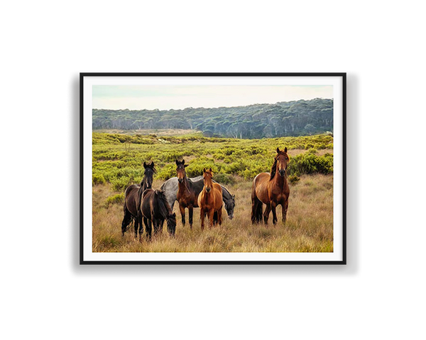 Snowy Mountain Brumbies