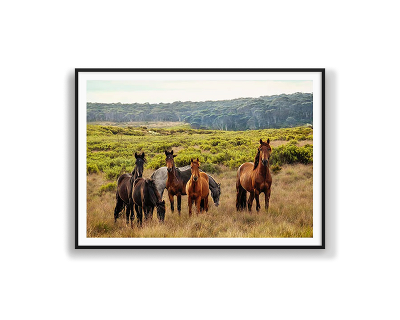 Snowy Mountain Brumbies