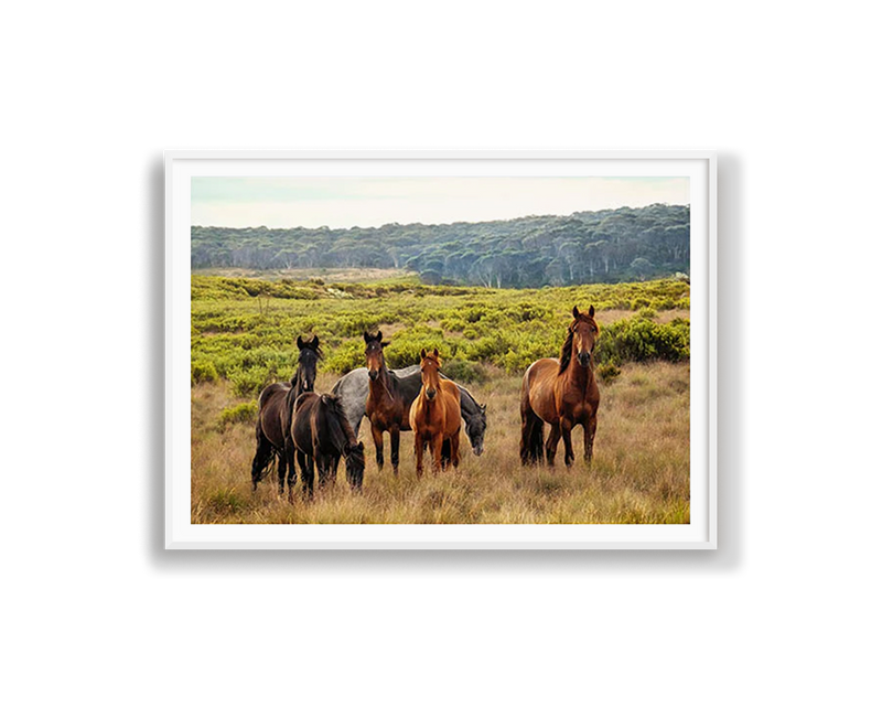 Snowy Mountain Brumbies