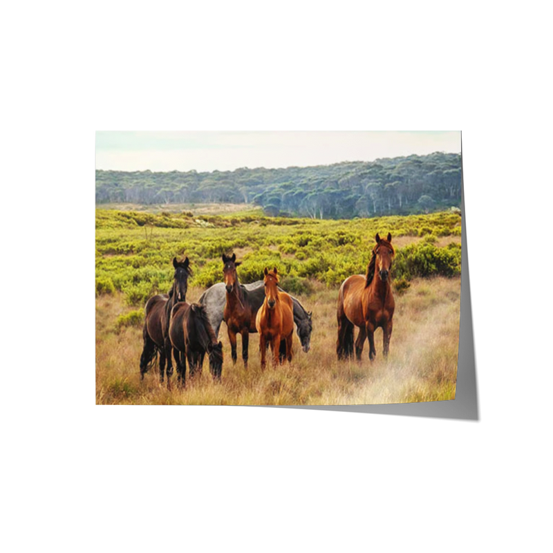 Snowy Mountain Brumbies