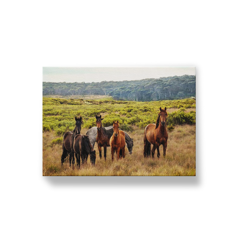 Snowy Mountain Brumbies