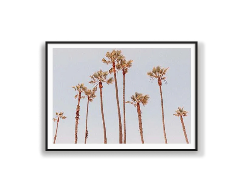 Venice Beach Palms 1