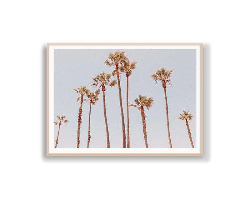 Venice Beach Palms 1