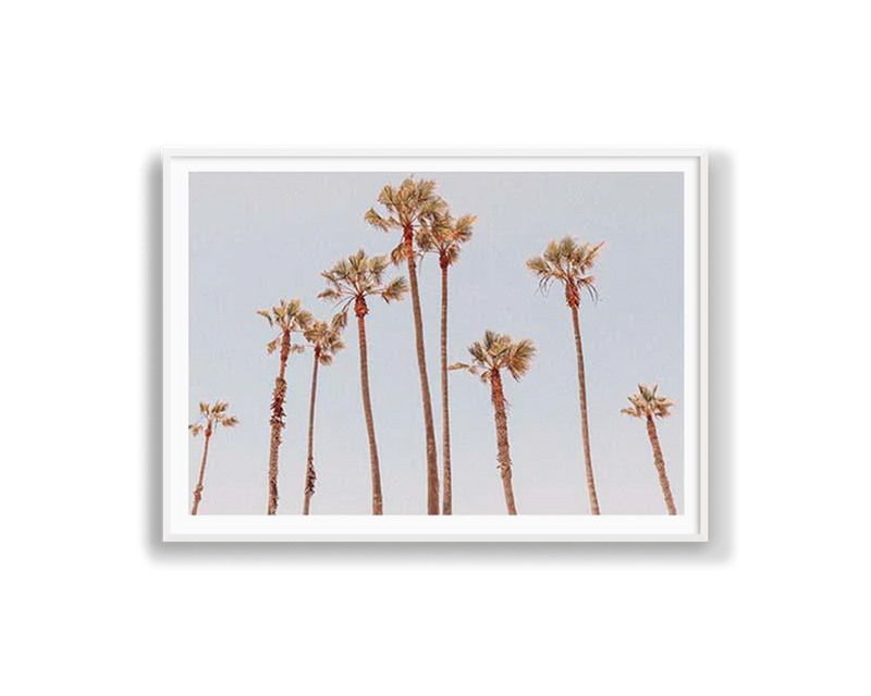 Venice Beach Palms 1