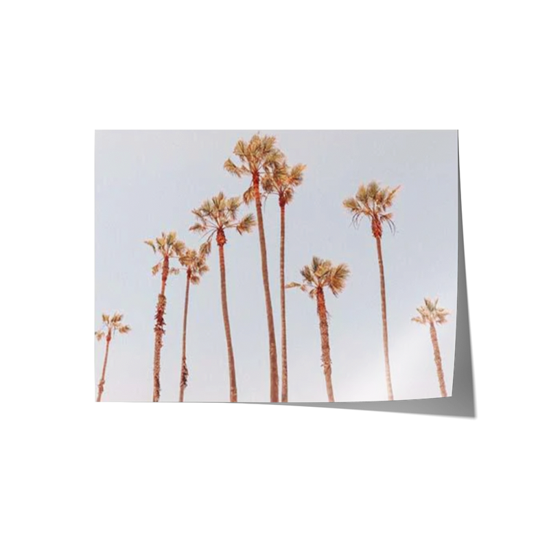 Venice Beach Palms 1