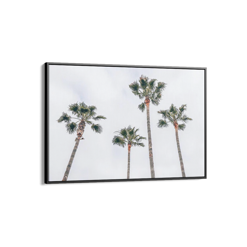 Venice Beach Palms