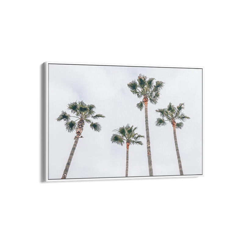 Venice Beach Palms