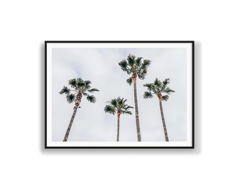 Venice Beach Palms