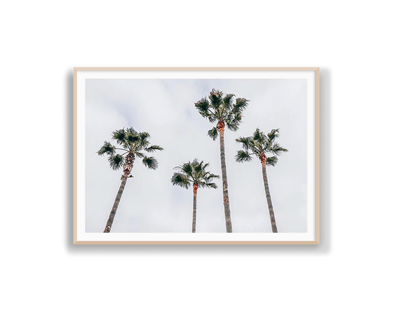 Venice Beach Palms