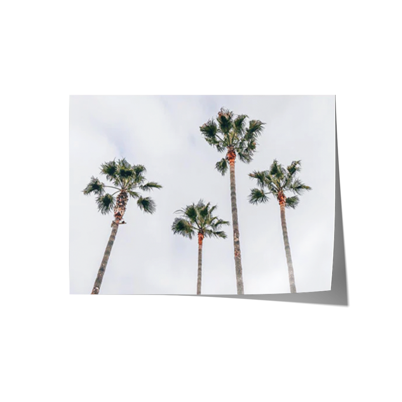 Venice Beach Palms