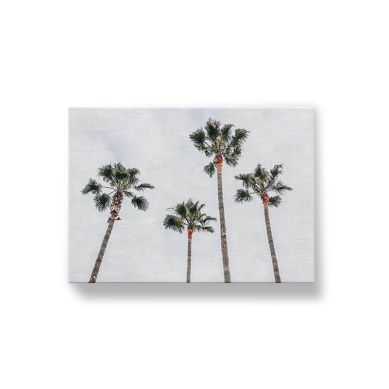 Venice Beach Palms