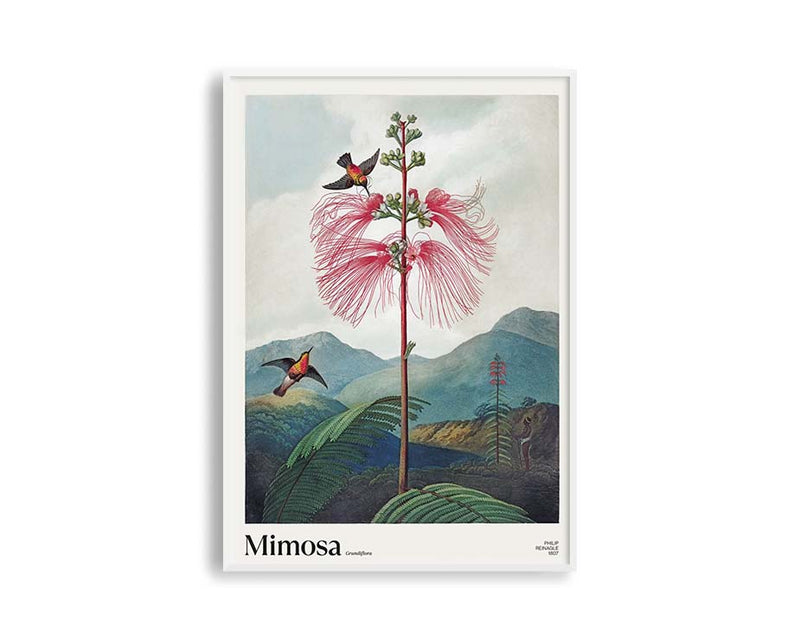 Poster Hub - Mimosa Grandiflora Poster