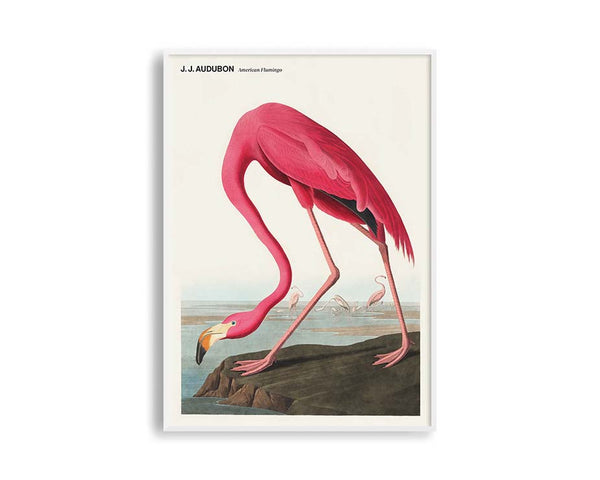 Poster Hub - American Flamingo
