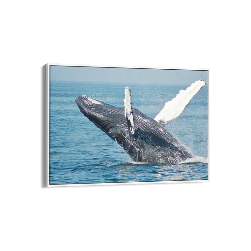 Whale Breaching