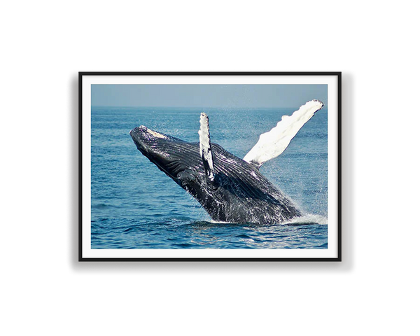 Whale Breaching