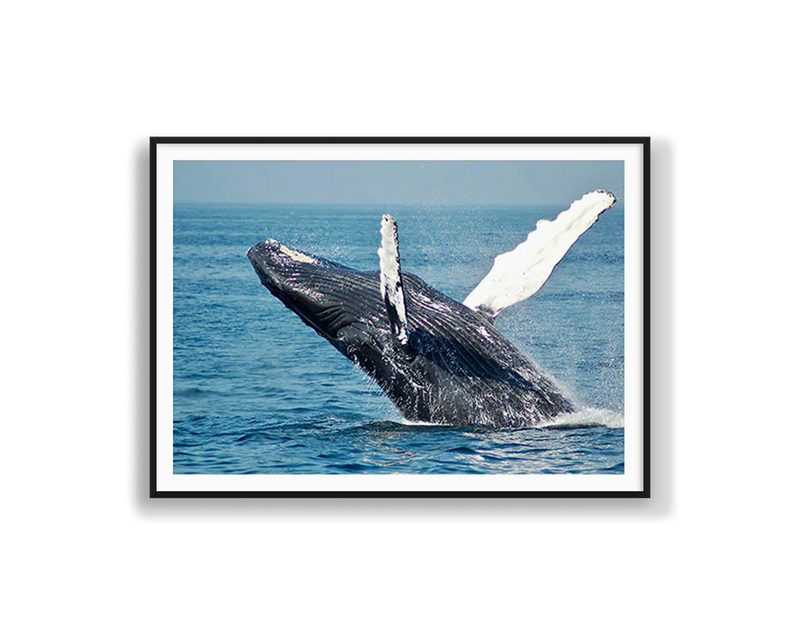 Whale Breaching