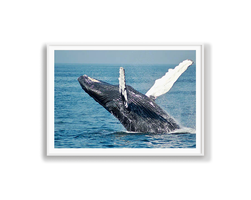 Whale Breaching