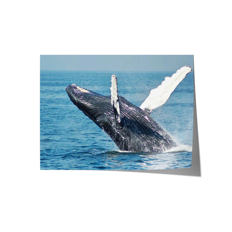 Whale Breaching