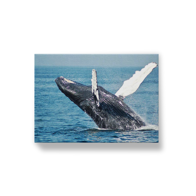 Whale Breaching