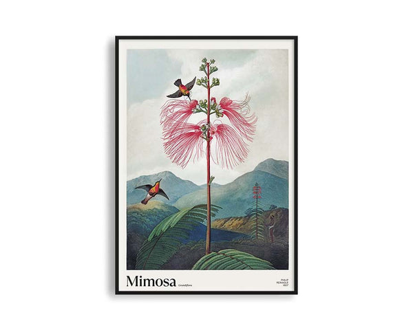 Poster Hub - Mimosa Grandiflora Poster