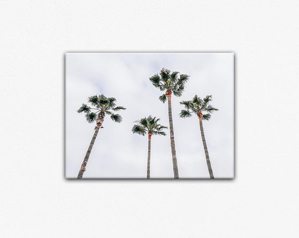 Venice Beach Palms Canvas Print