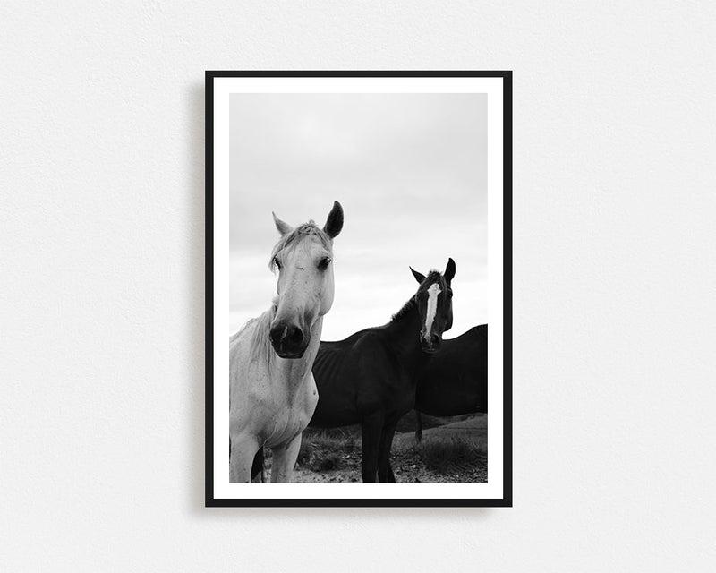 Black & White Stallions Framed Wall Art
