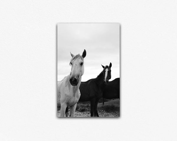 Black & White Stallions Canvas Print