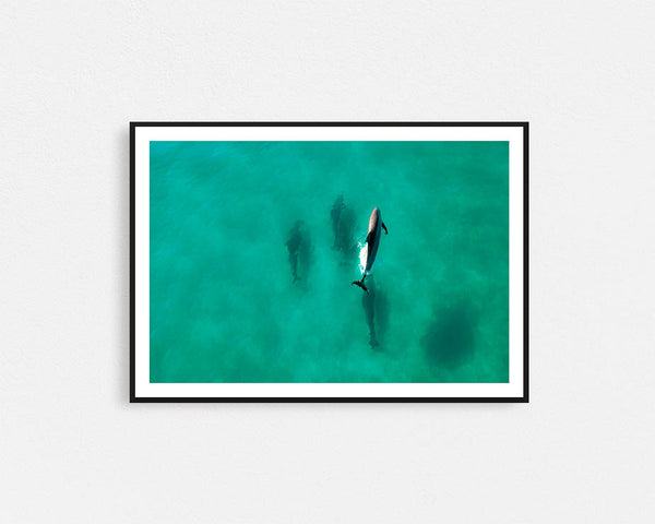 Dolphin Diving Framed Wall Art