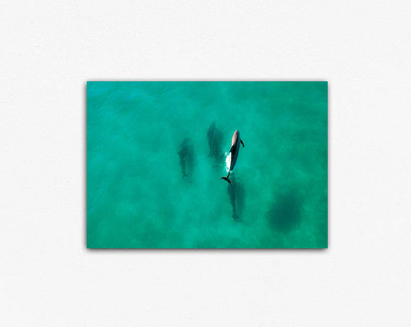 Dolphin Diving Canvas Print
