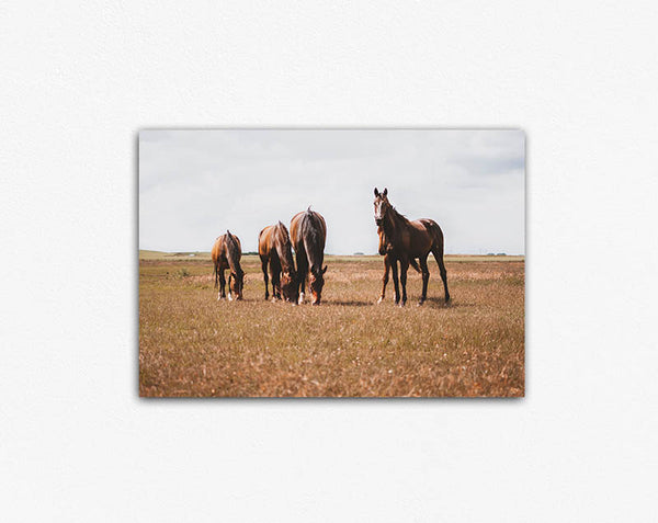 Horses Grazing Canvas Print
