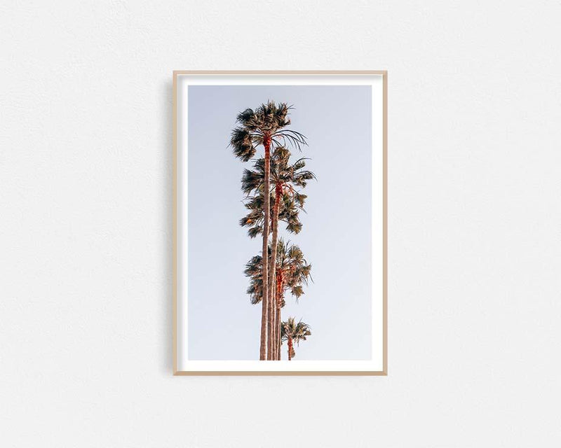 L.A Palms