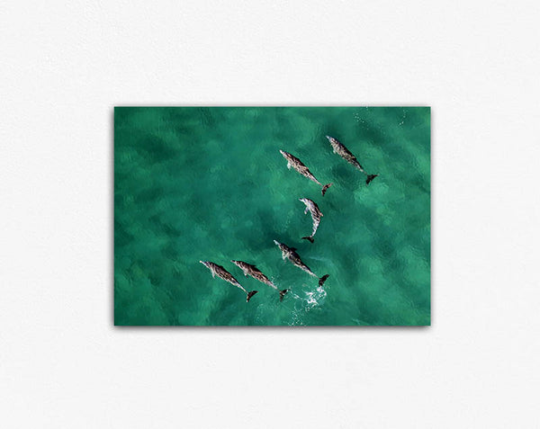 Pod of Dolphins Canvas Print
