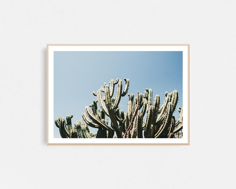 Santa Maria Cactus